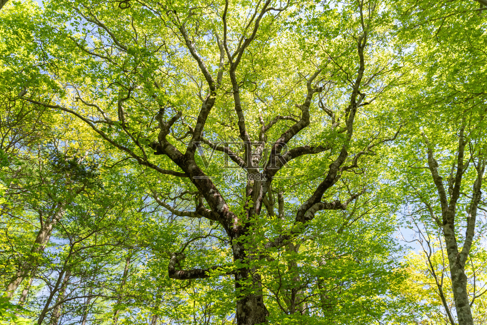 美丽清新的绿色森林照片摄影图片