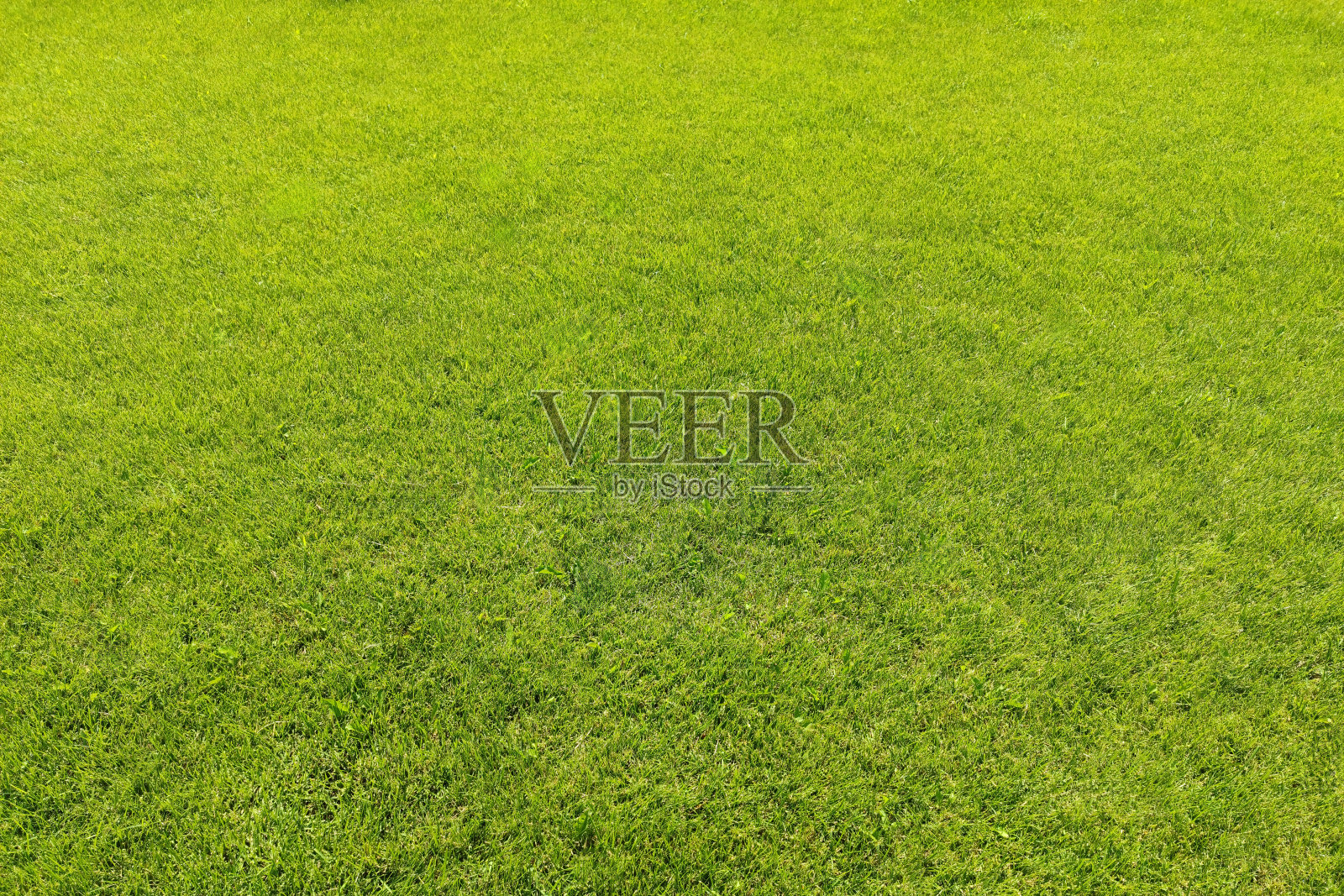 绿草纹理。绿色的草坪。照片摄影图片