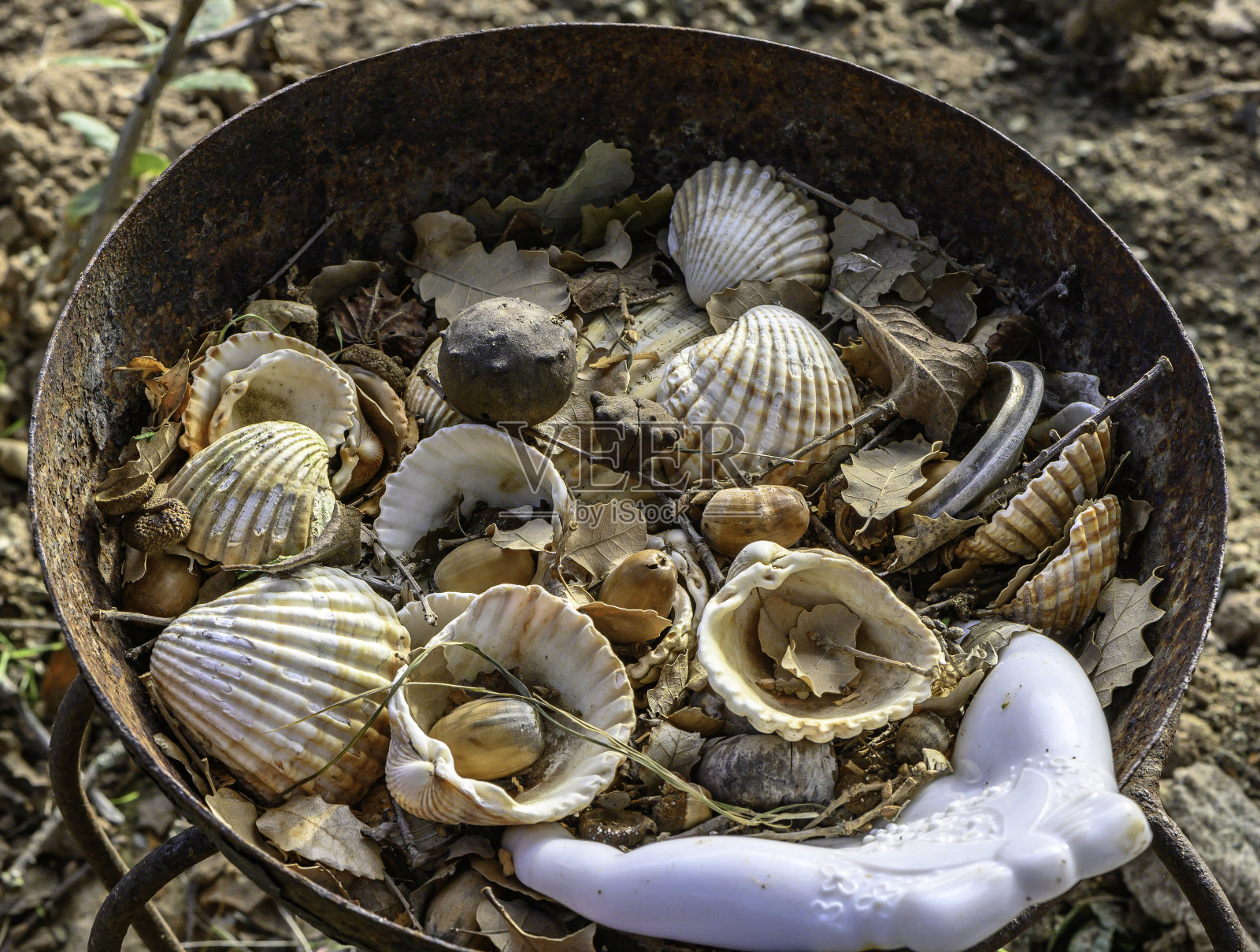 一个生锈的旧铁锅，上面装饰着古董扇贝壳，旁边是干树叶和森林坚果。下面的地面上躺着干树叶和土壤。唤起温柔、怀旧、忧郁、悲伤和对过去时光的回忆。”照片摄影图片