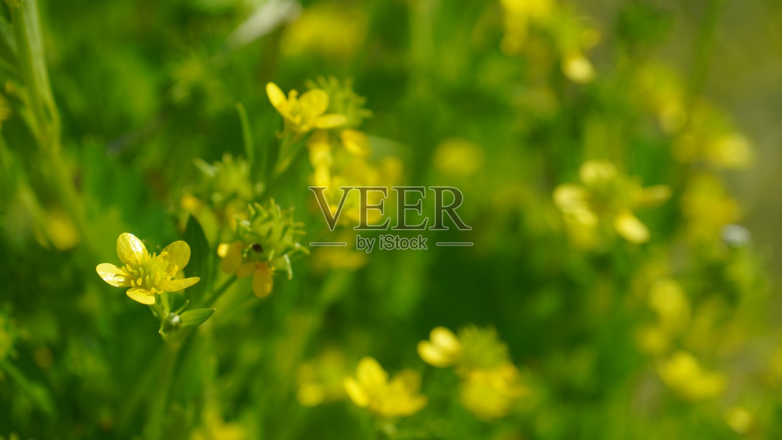 多刺果毛茛，花瓣光滑照片摄影图片