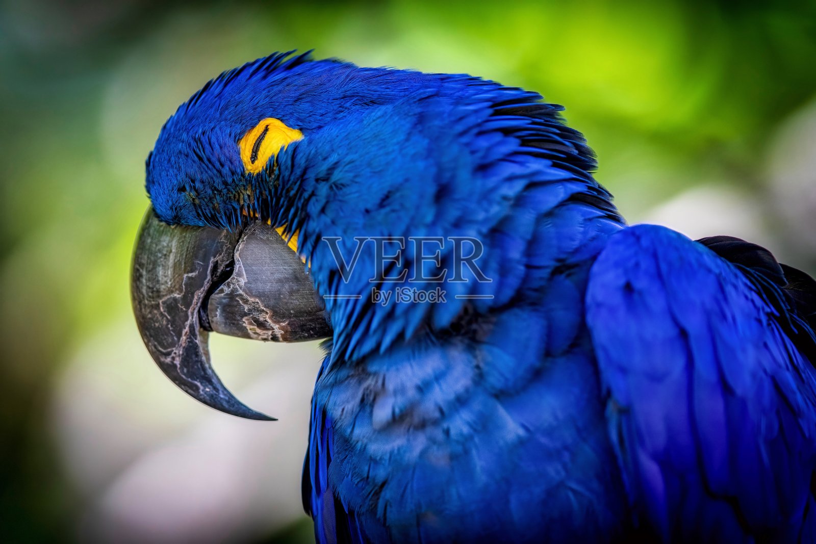 蓝鹦鹉(风信子金刚鹦鹉)特写照片摄影图片