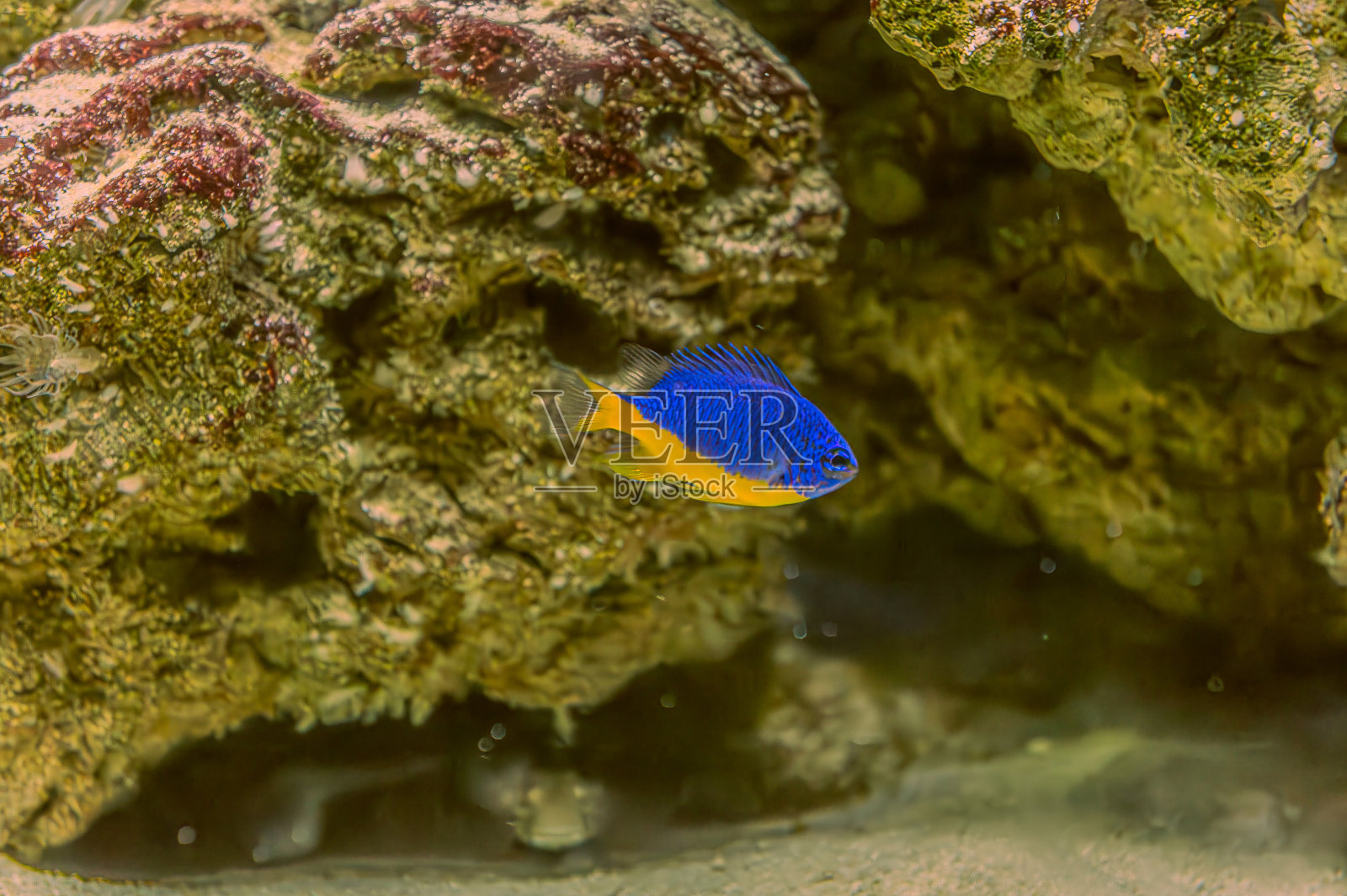 海底世界的动物。生态系统。五颜六色的热带鱼。珊瑚礁里的生命。照片摄影图片