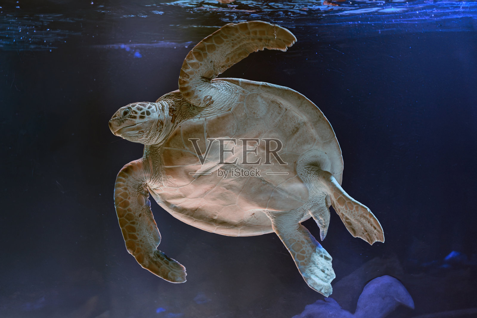 加拉帕戈斯岛上的海龟照片。绿海龟在海滩附近的浅水区沿着海底平静地游泳照片摄影图片