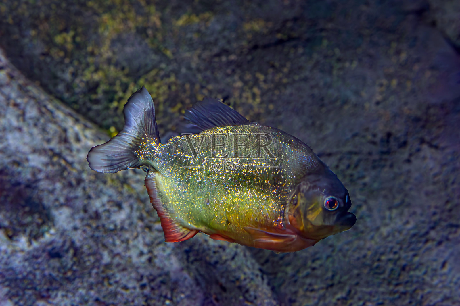 红腹食人鱼。一群食人鱼。相对危险的淡水鱼。南美鱼。沙蚕科，地区:南美洲照片摄影图片