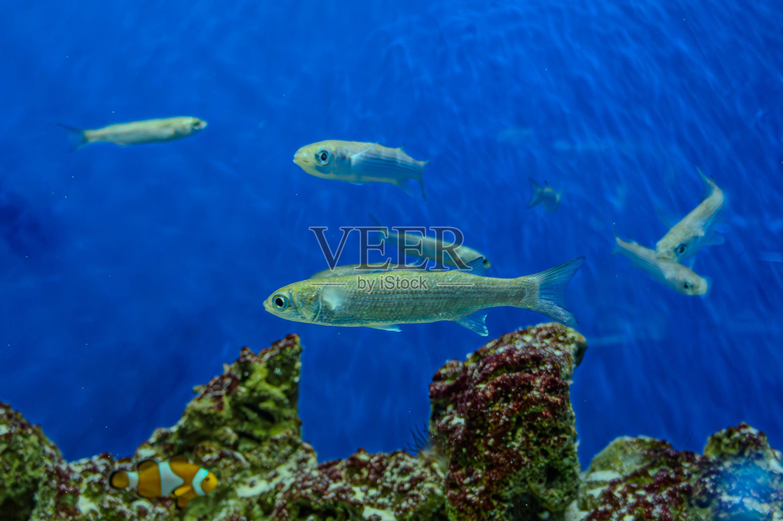 充满活力的条纹鱼在色彩缤纷的珊瑚礁生态系统中游泳。照片摄影图片