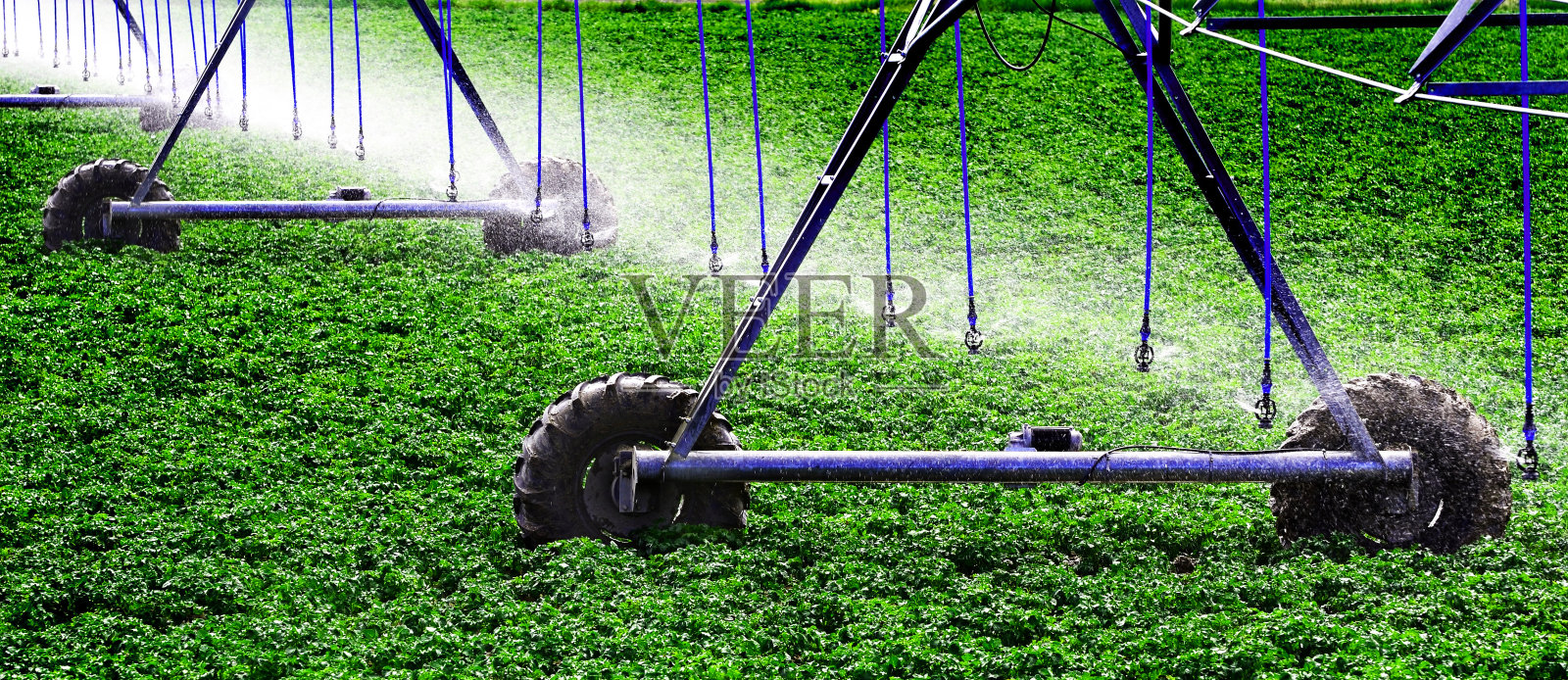 农用喷灌灌溉种植区农作物的农业业务照片摄影图片