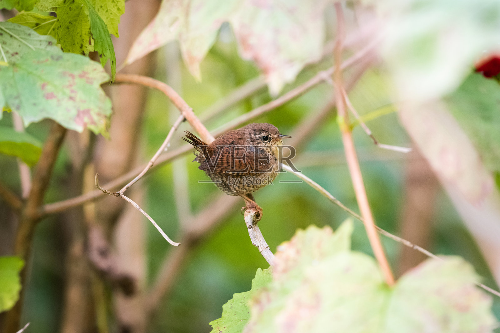 欧亚鹪鹩(穴居人)或北方鹪鹩是一种非常小的食虫鸟类照片摄影图片