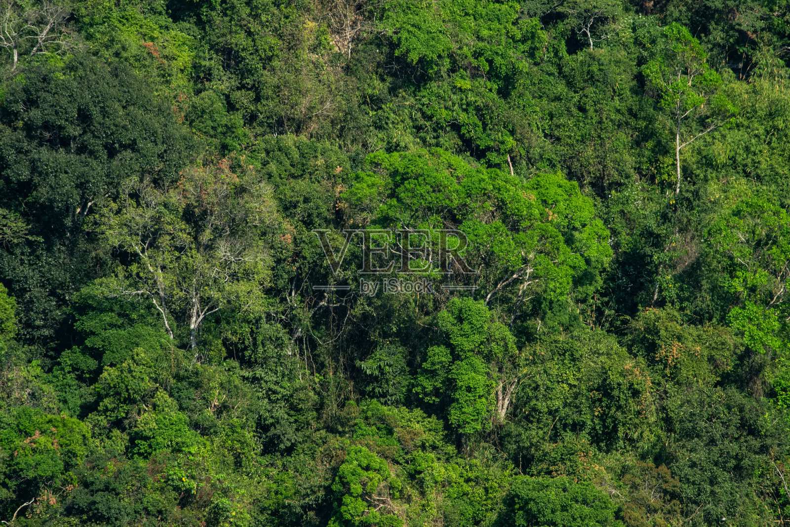 夏山雨林树纹理自然背景照片摄影图片