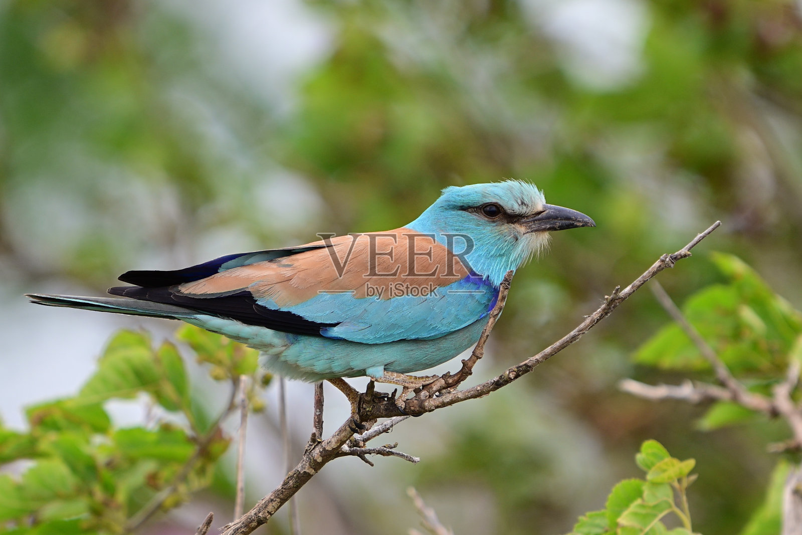 野生的欧洲花楸照片摄影图片