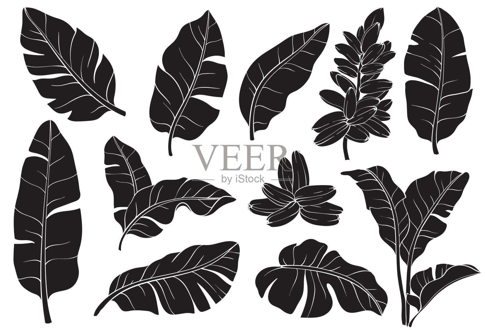 热带剪影香蕉棕榈叶集插画图片素材