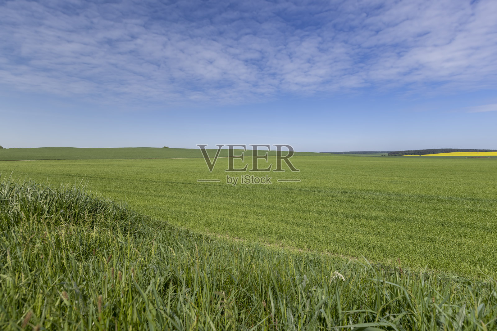 收获未熟小麦的大片田地照片摄影图片