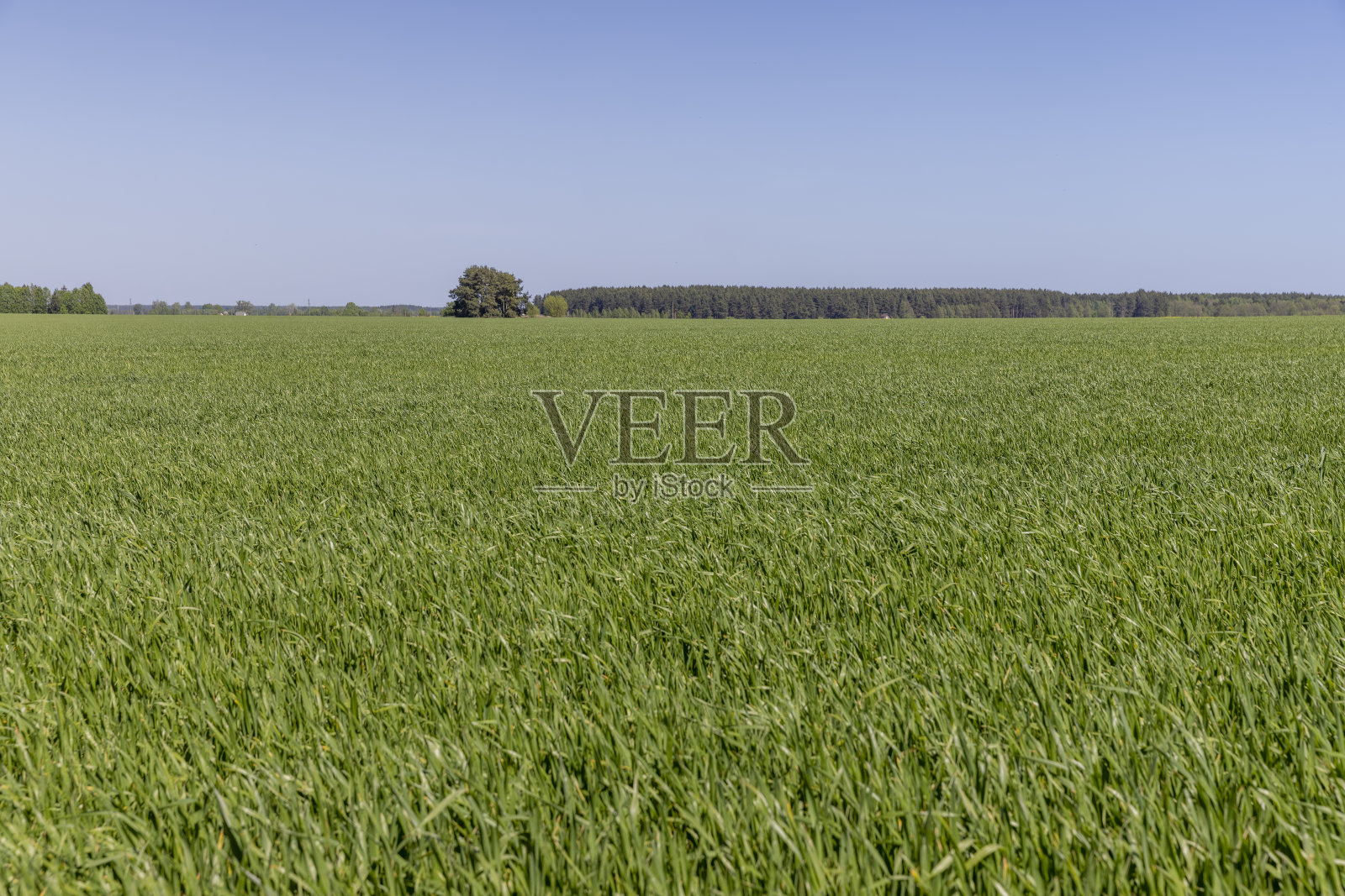 单作麦田，阳光明媚照片摄影图片