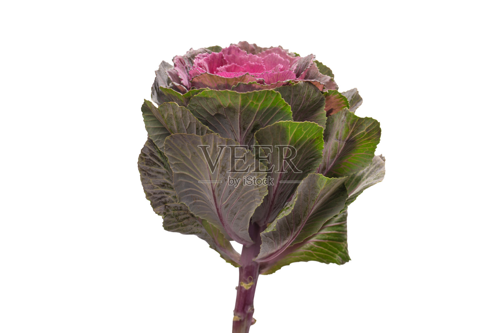 紫芸苔花孤立在白色背景上。照片摄影图片