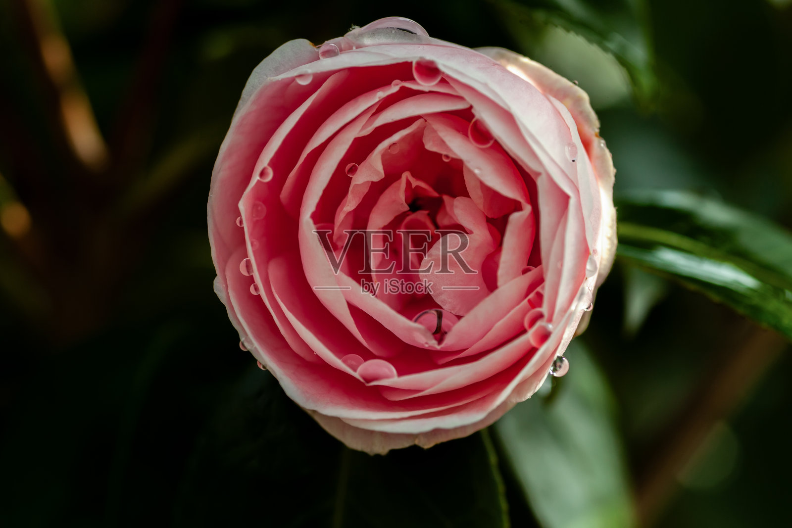 粉红色的玫瑰与郁郁葱葱的绿叶的特写照片摄影图片