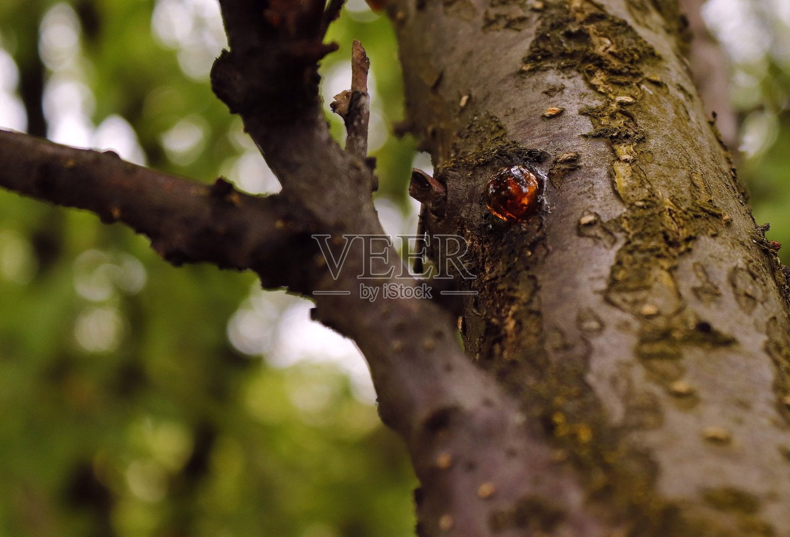 树脂沉积在果树的树枝上。照片摄影图片