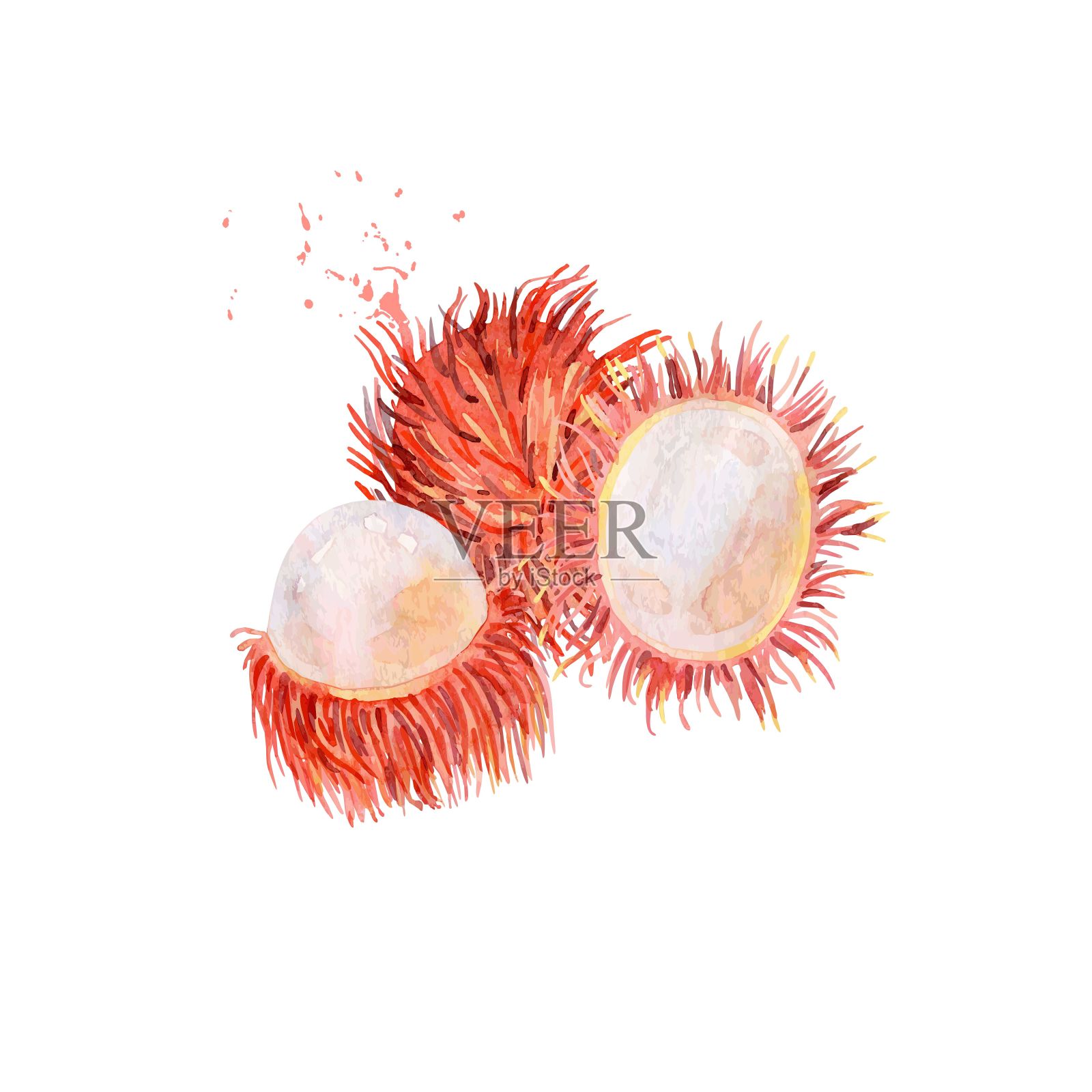 矢量水彩红毛丹。插画图片素材