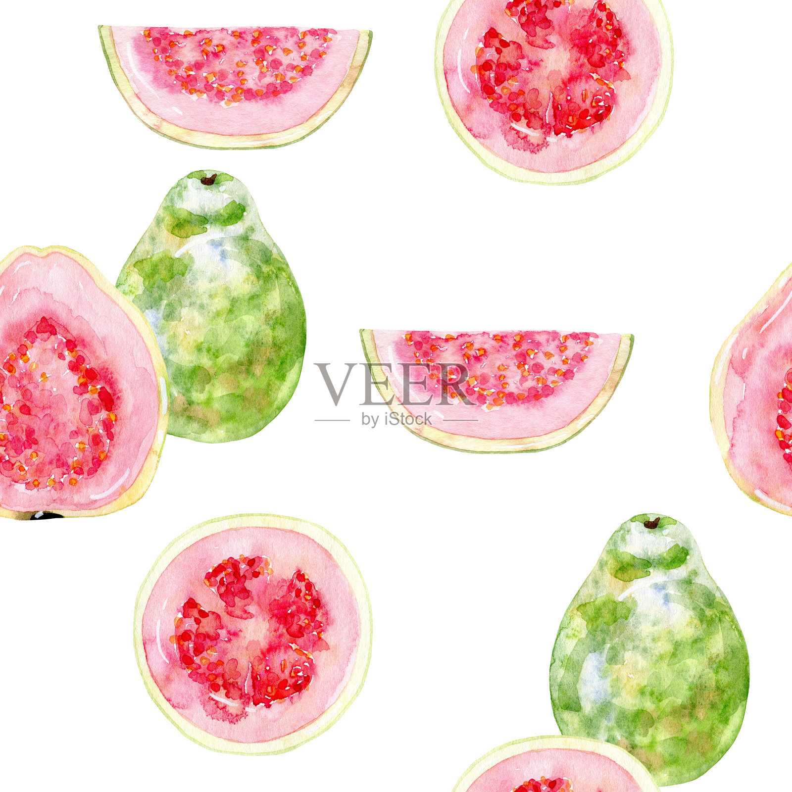 水彩番石榴。插画图片素材