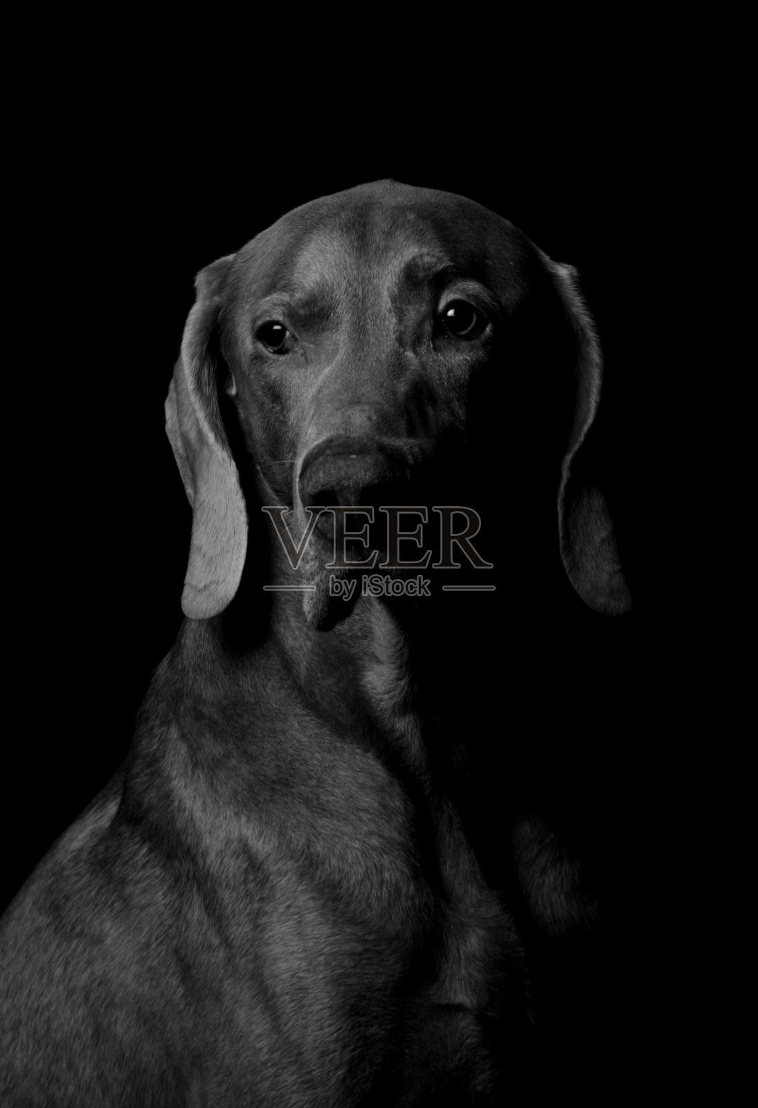 魏玛猎狗照片摄影图片