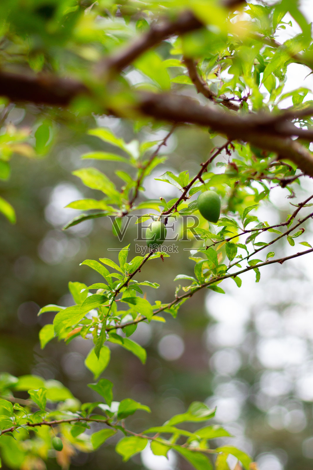 春天的早梅树照片摄影图片