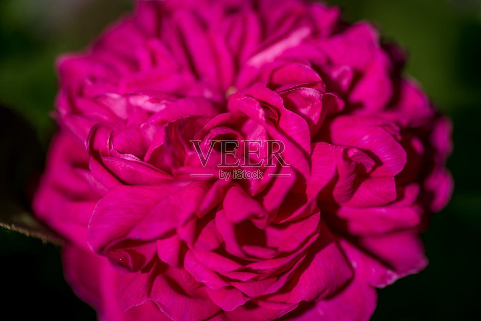 老式玫瑰花照片摄影图片