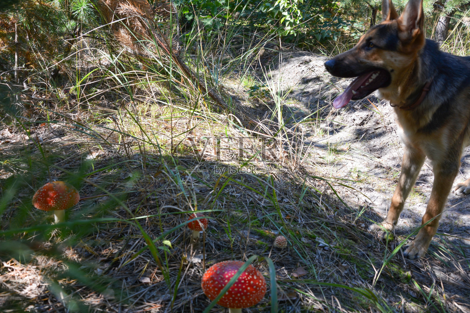 牧羊犬在森林的空地上发现了红色的毒伞菌，就站在它们旁边照片摄影图片