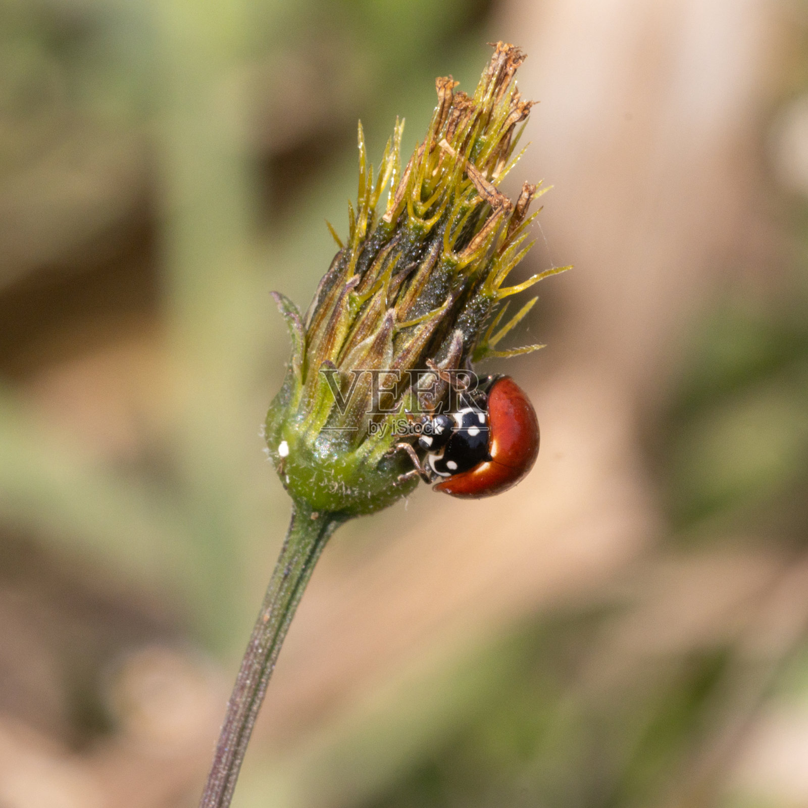 无斑点瓢虫或血红色瓢虫，(Cycloneda sanguinea)，小叶瓢虫，瓢虫。照片摄影图片