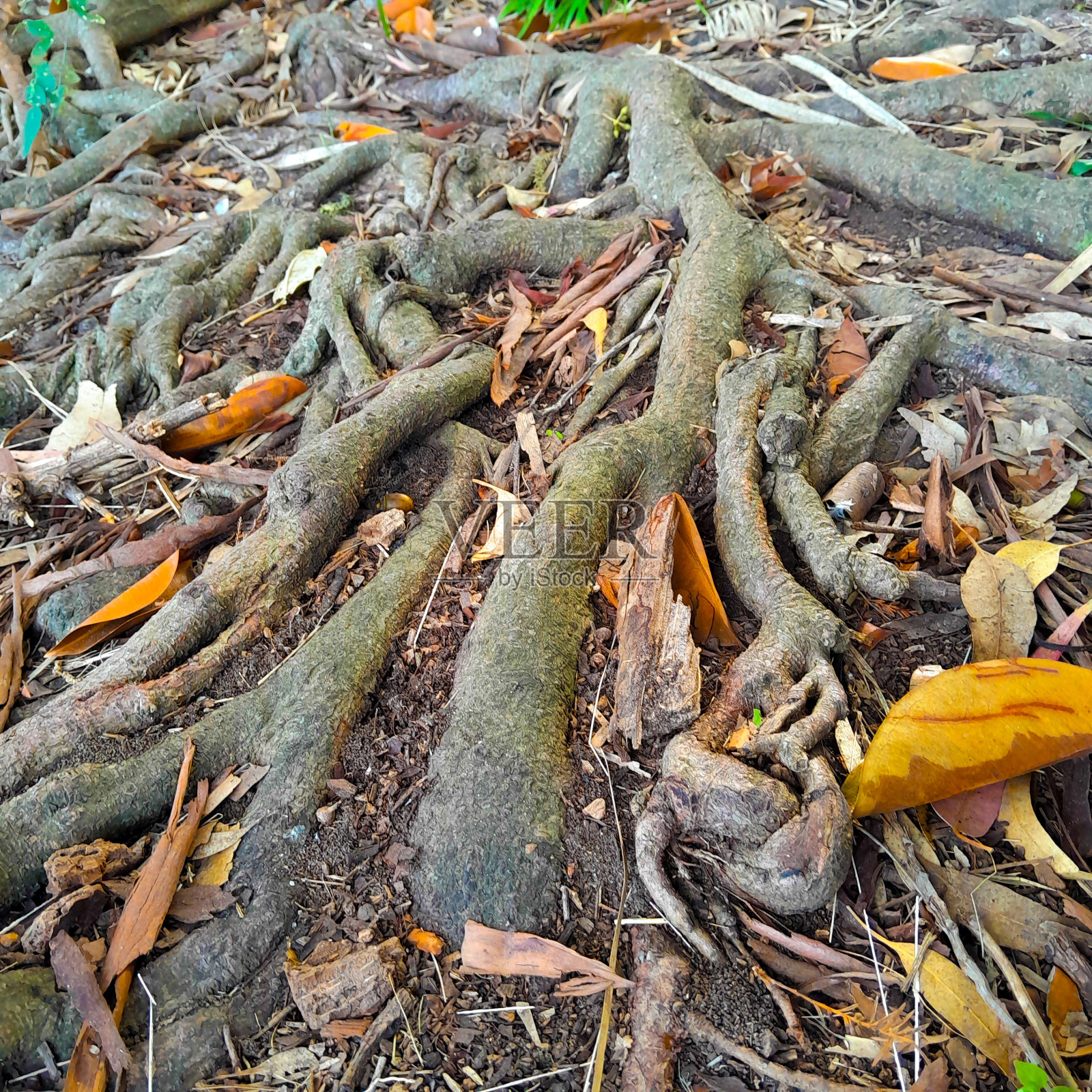 生根发芽照片摄影图片