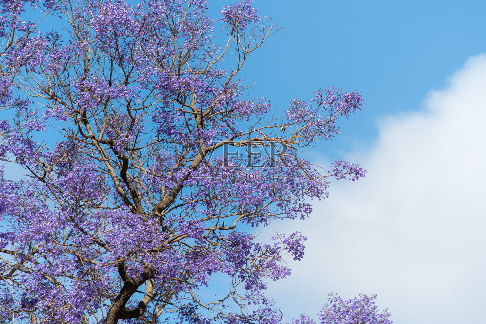 蓝花楹(Jacaranda mimosifolia)照片摄影图片