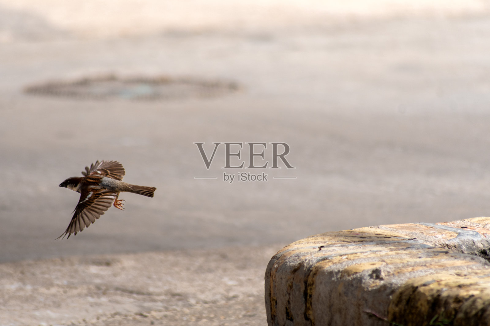 一只雄麻雀在飞翔照片摄影图片