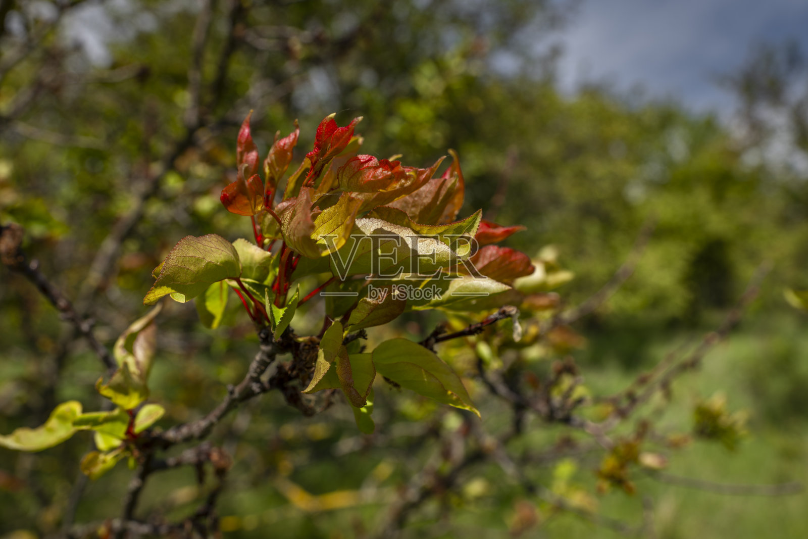 米库洛夫镇附近的杏树叶子在春日炎热的暴风雨前照片摄影图片