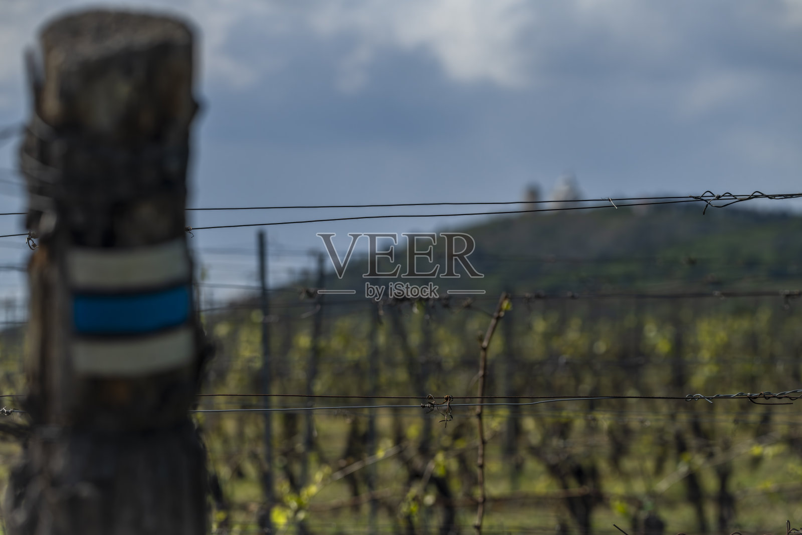 帕拉瓦地区米库洛夫镇附近晴朗多云的葡萄园照片摄影图片