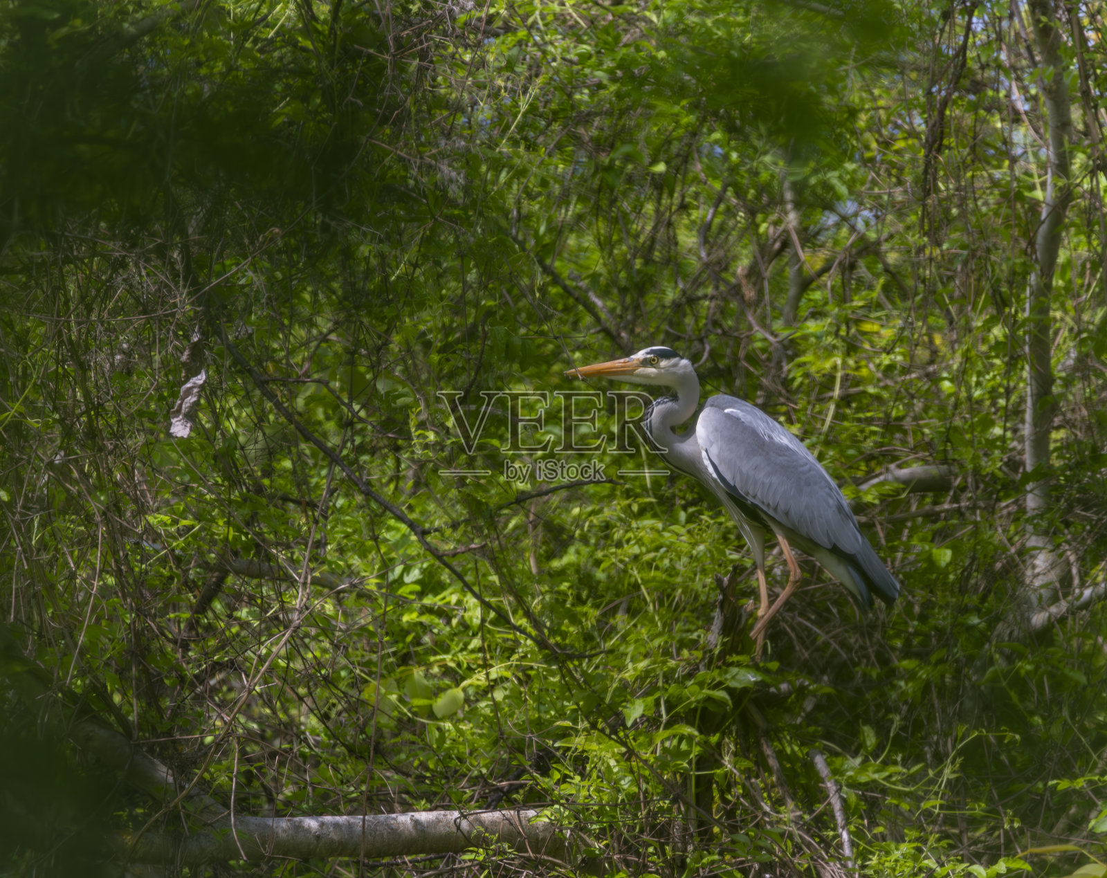 南摩拉维亚多云的春日，尼斯特池塘附近的灰鹭照片摄影图片