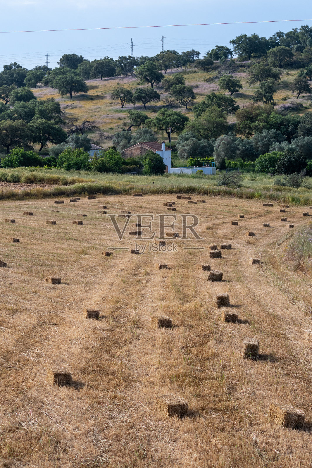 刚割过的麦田照片摄影图片