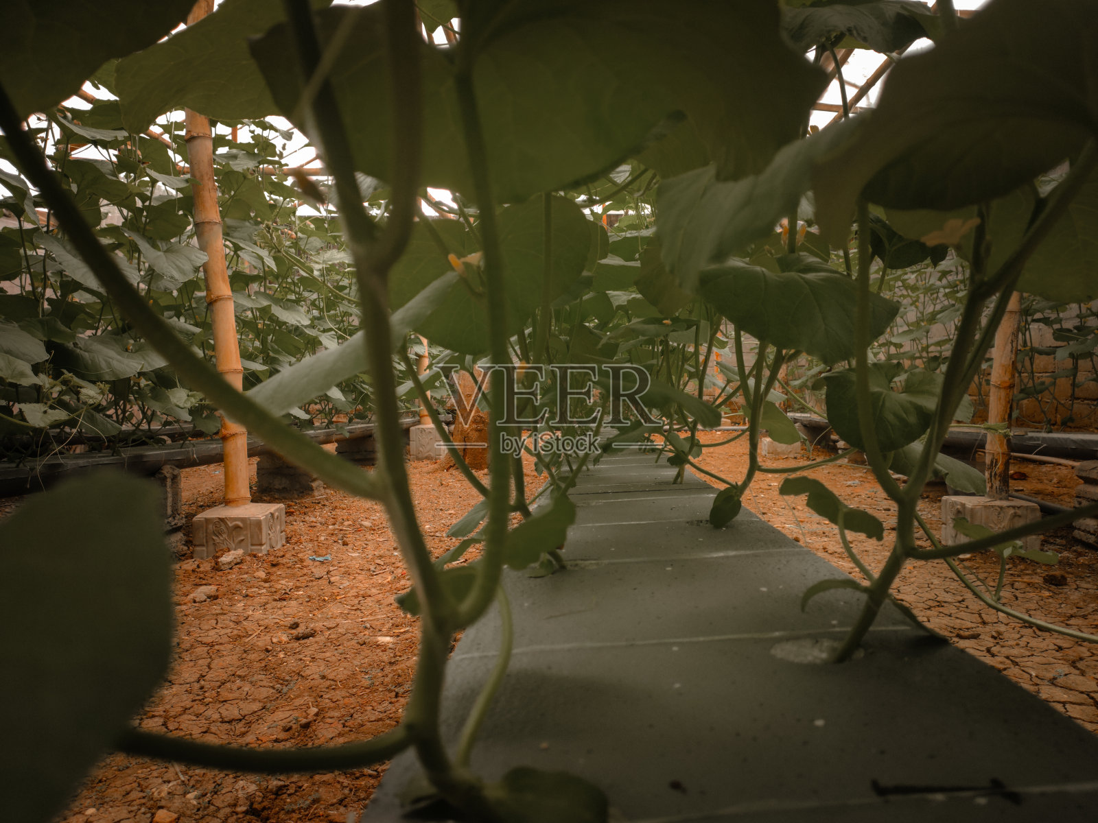 甜瓜植物的叶子是绿色的，位于温室里照片摄影图片