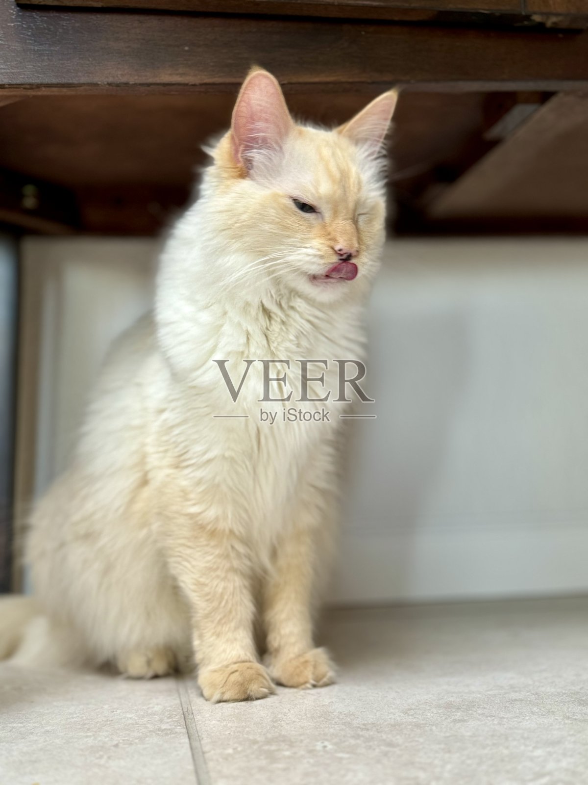 白色和橙色火焰点暹罗猫舔照片摄影图片