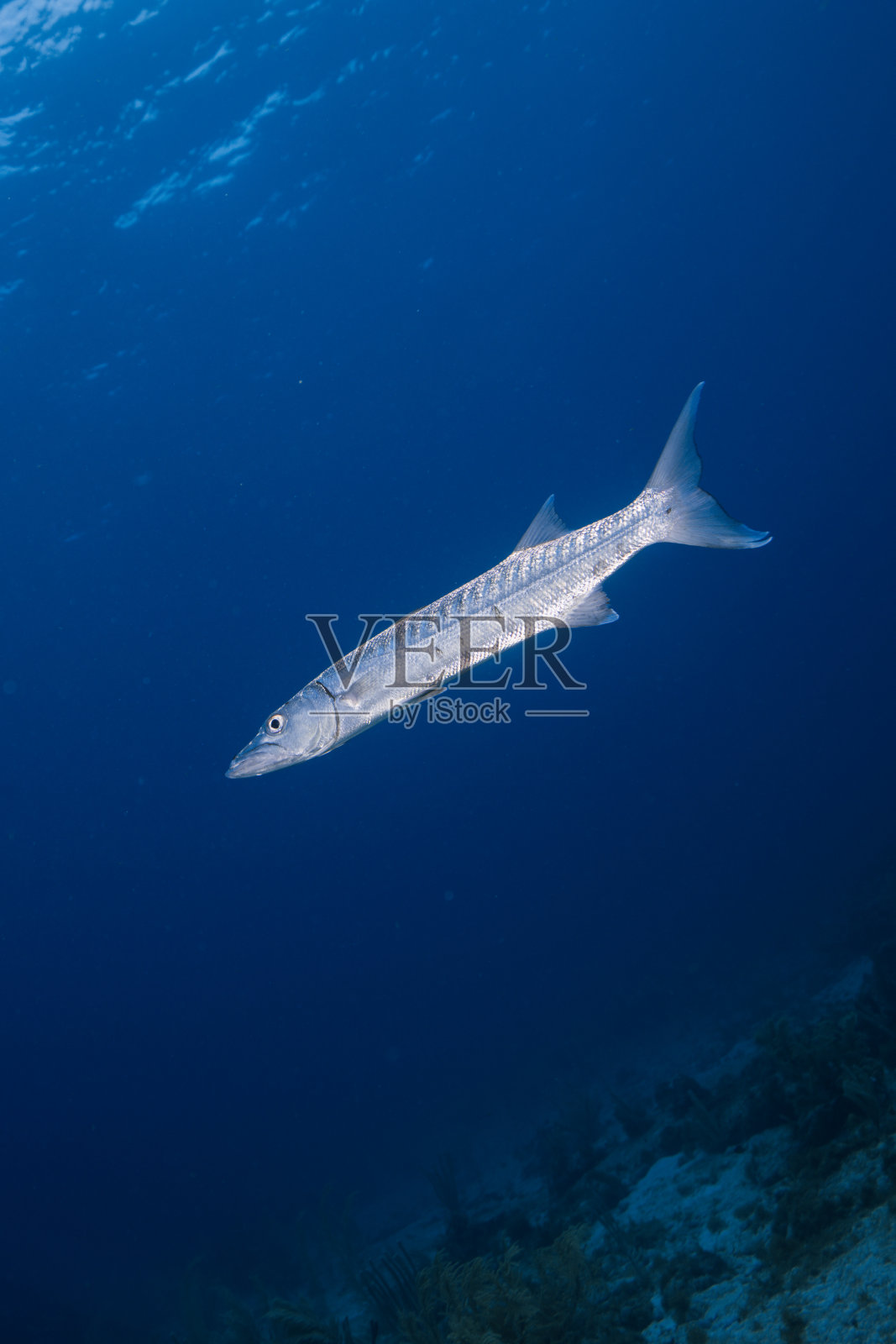 一条梭鱼在加勒比海蓝色的海洋里的肖像。照片摄影图片
