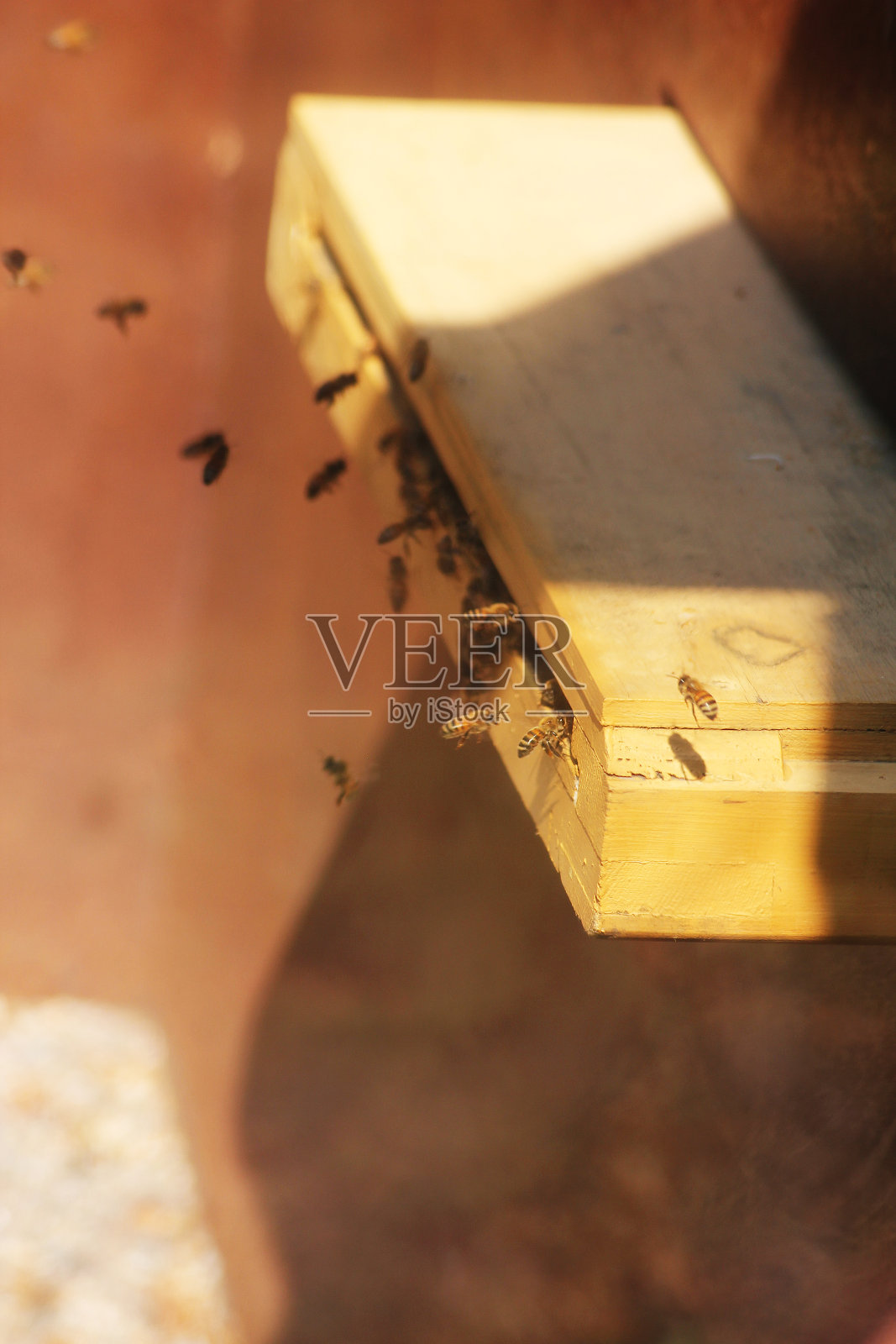 很多蜜蜂一起工作照片摄影图片