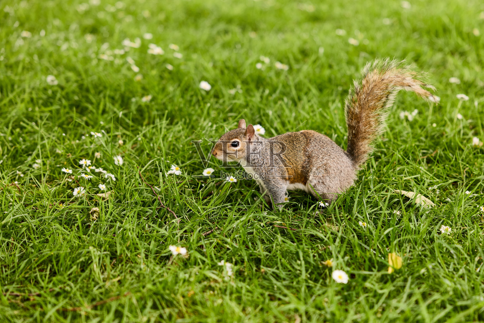 小松鼠的高分辨率照片照片摄影图片