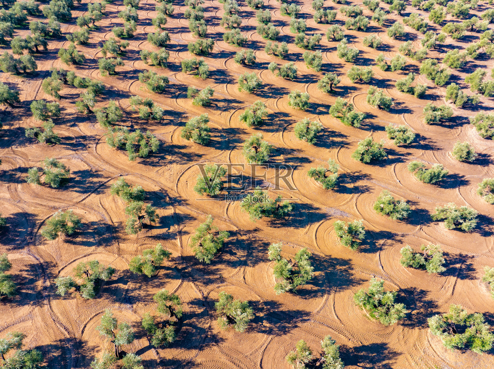 西班牙安达卢西亚的橄榄树田鸟瞰图无人机视角照片摄影图片