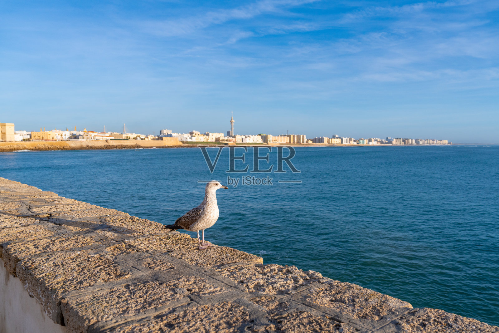 加的斯城市的天际线和海滩与海鸥在西班牙安达卢西亚照片摄影图片