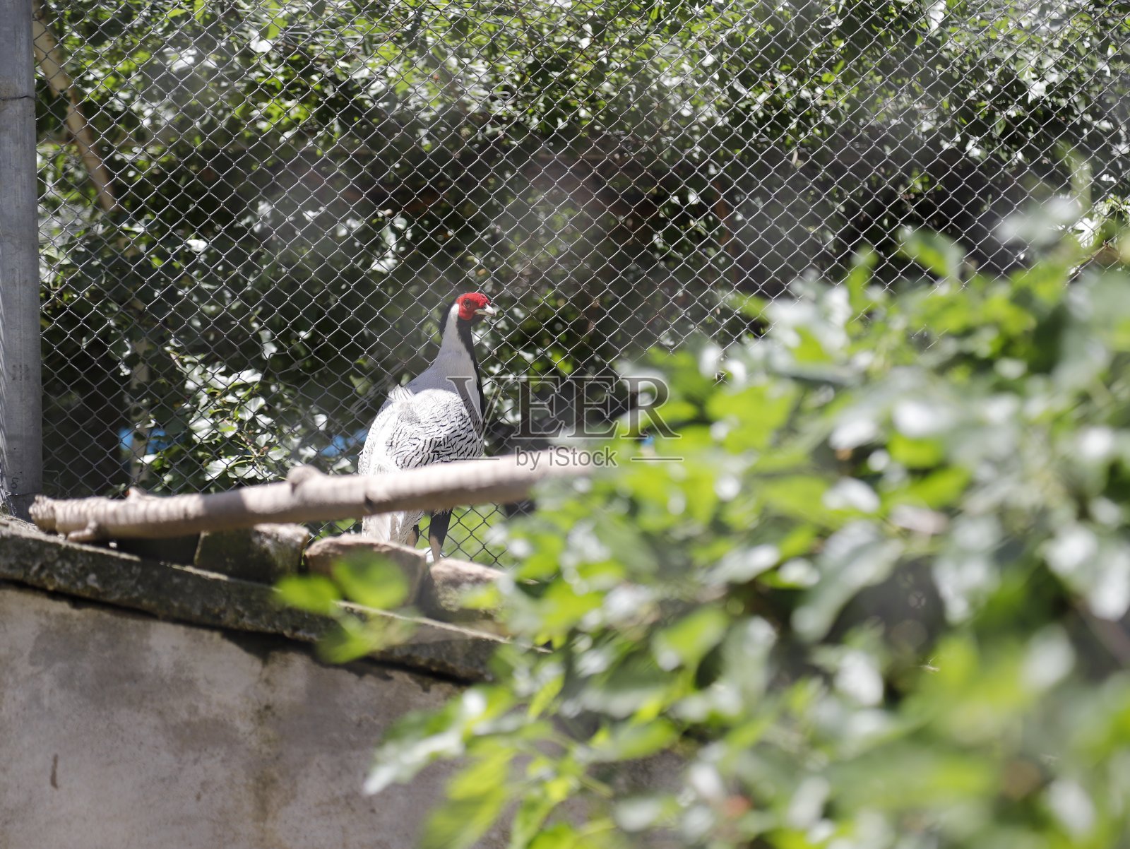 关在笼子里的鸟照片摄影图片