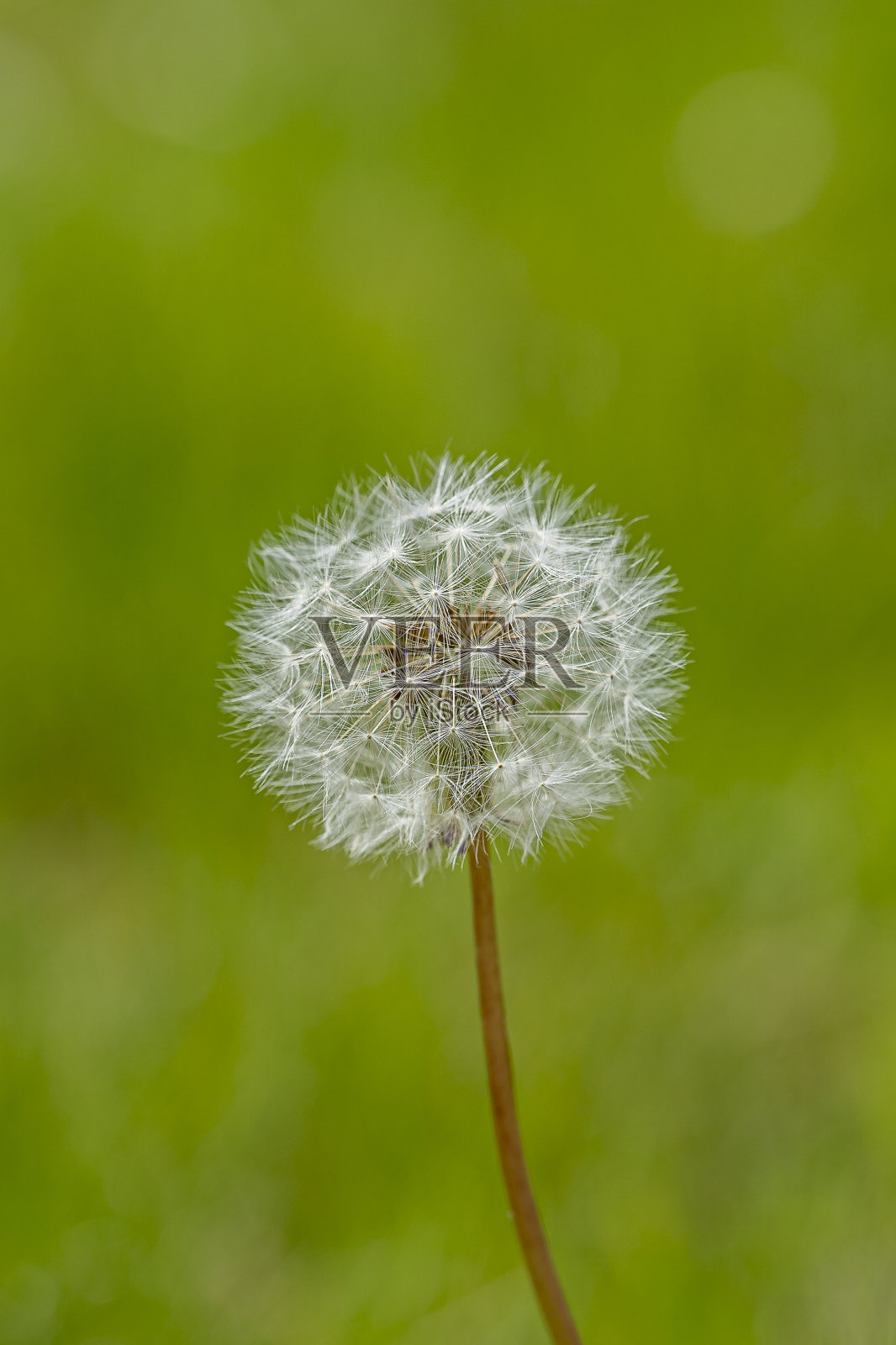 蒲公英种子的微距照片照片摄影图片
