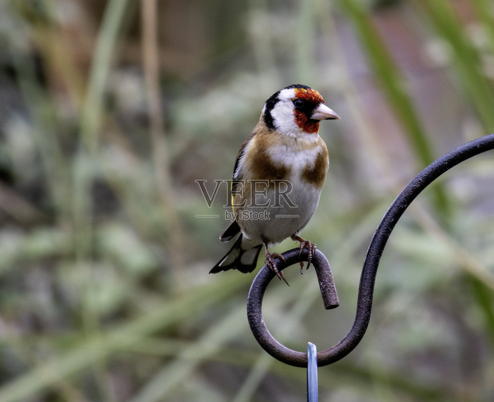 金翅雀照片摄影图片