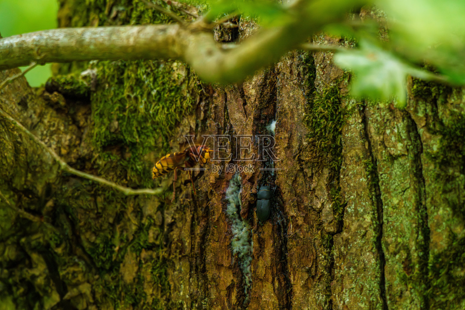 在自然环境中，一只大黄蜂栖息在树干上的特写照片摄影图片