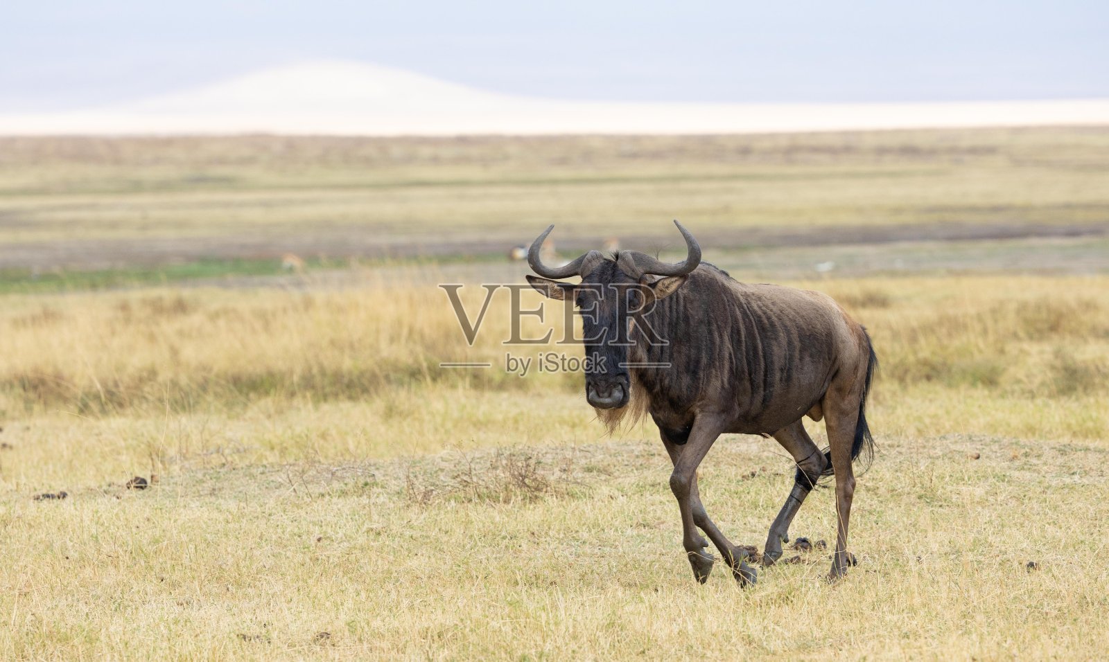 角马羚羊照片摄影图片
