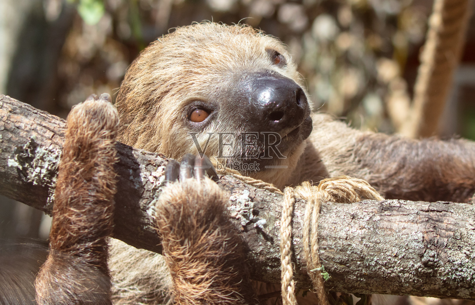 动物园里树懒的肖像照片摄影图片