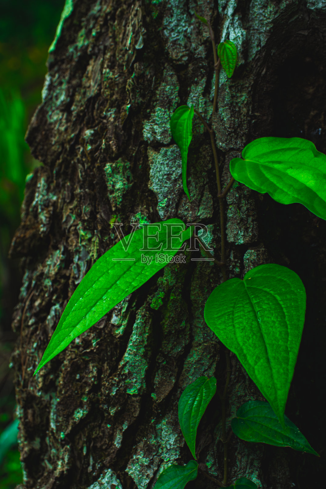 绿叶映衬着纹理丰富的树皮照片摄影图片