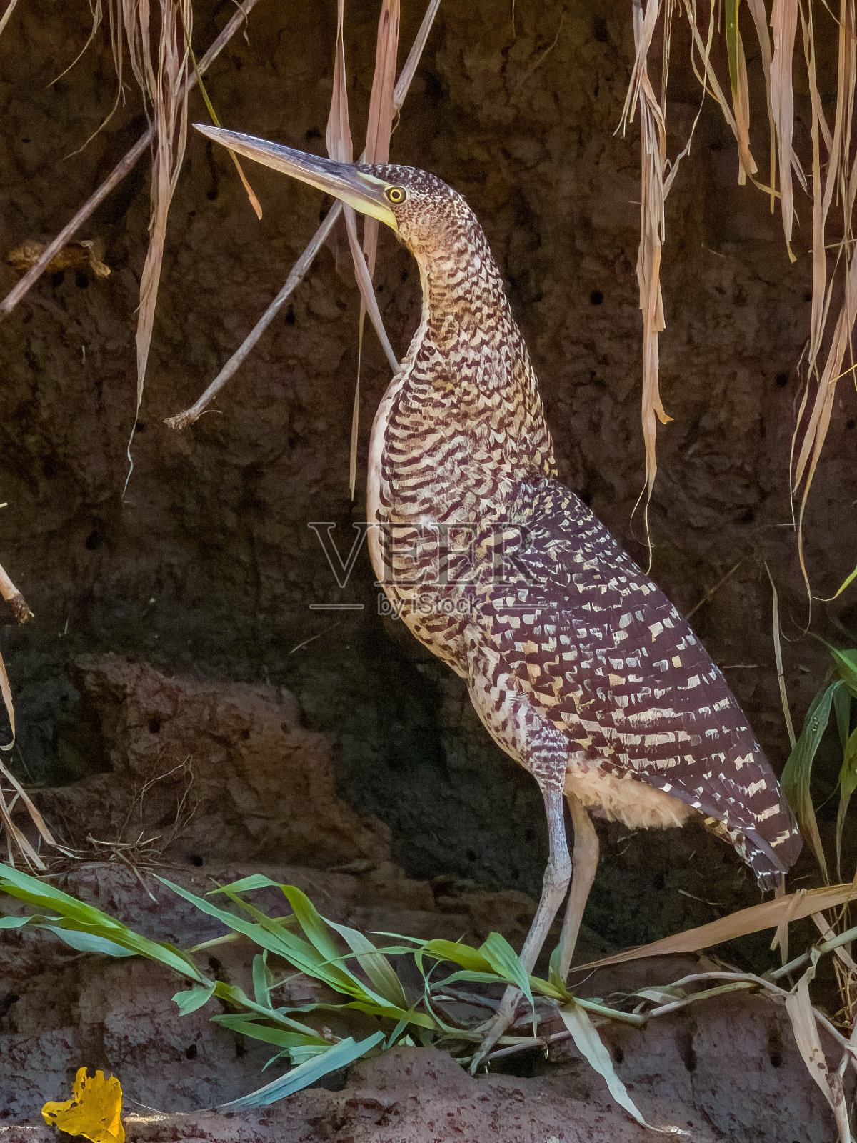 哥斯达黎加的裸喉苍鹭照片摄影图片