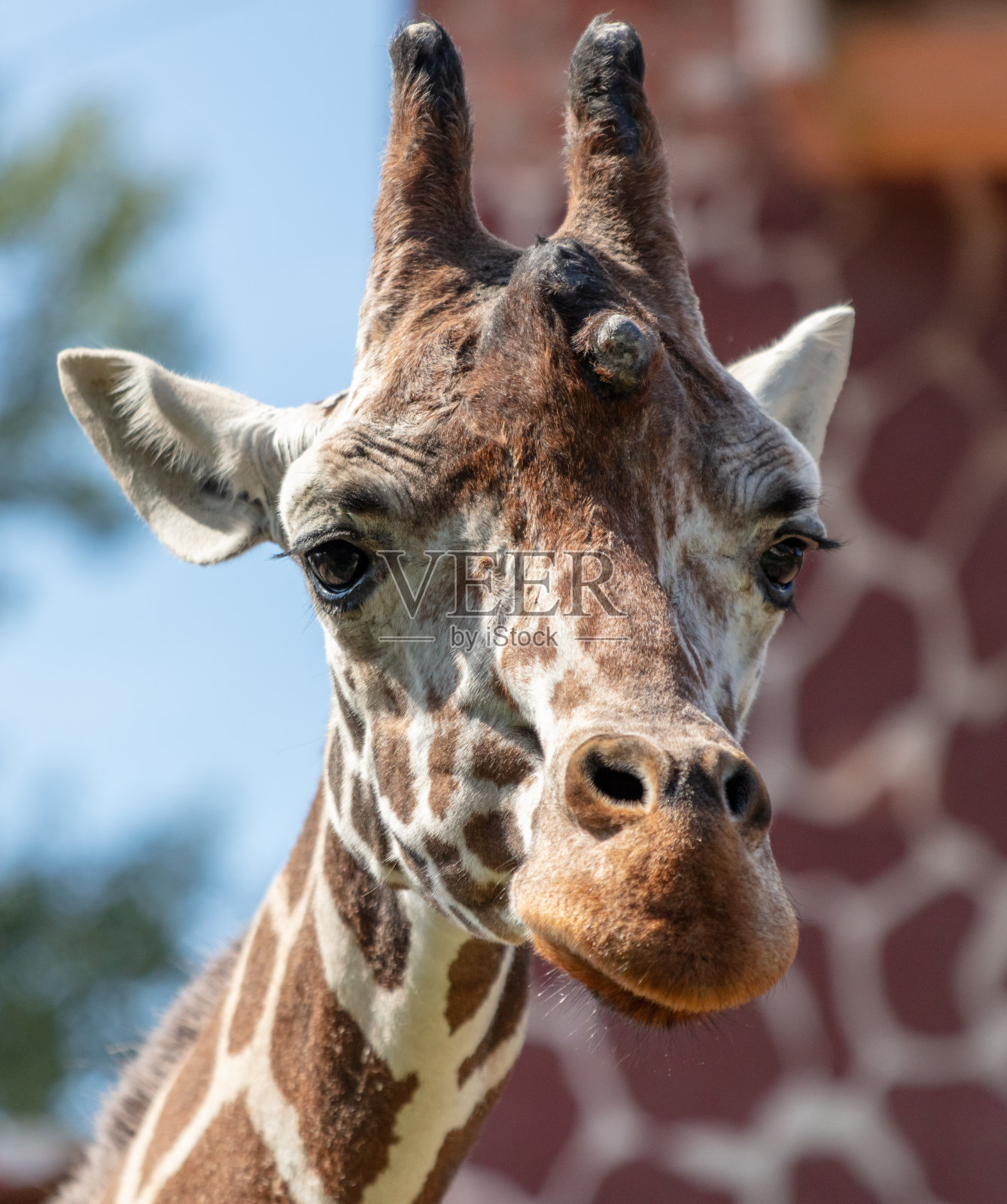 动物园里长颈鹿的肖像照片摄影图片