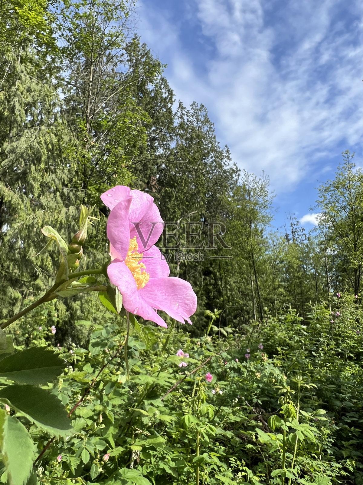 粉色花园花照片摄影图片